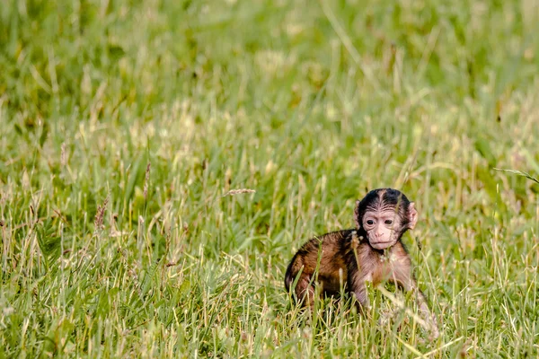 Scimmia berbera su un campo — Foto Stock