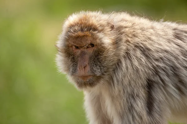 Singe berbère sur fond vert — Photo