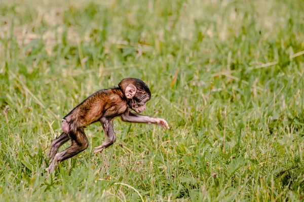 Берберская обезьянка прыгает в траву — стоковое фото