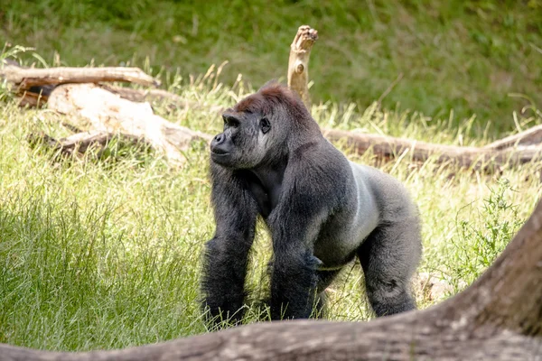 Grande gorila na grama — Fotografia de Stock