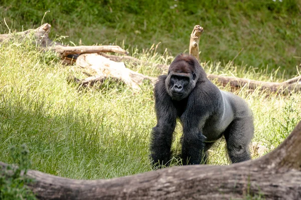 Großer Gorilla schaut dich an — Stockfoto