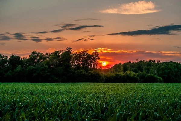 Puesta de sol en el campo con un campo de maíz — Foto de Stock