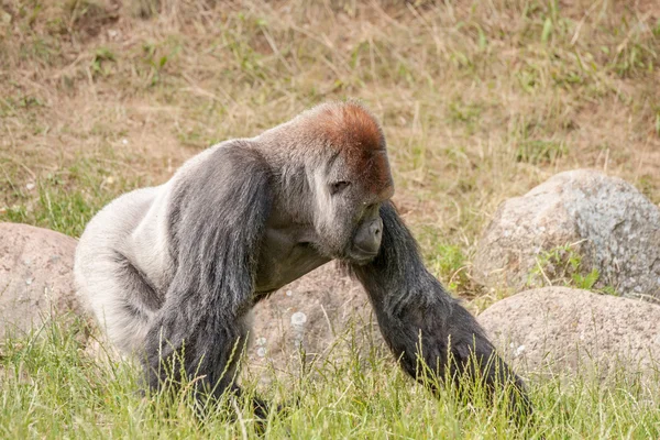 Großer Gorilla läuft im Gras — Stockfoto