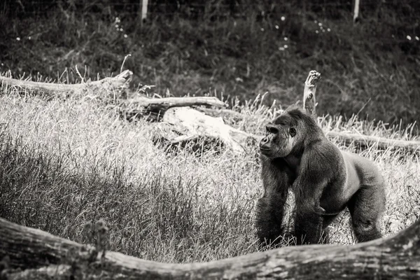 Svartvitt foto av en gorilla — Stockfoto