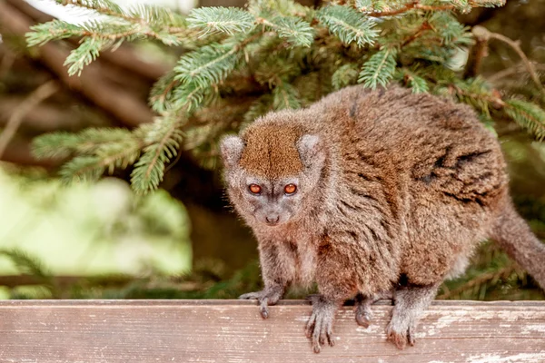 Nazik lemur sana bakmak — Stok fotoğraf