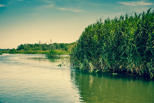 Groene biezen aan het meer — Stockfoto