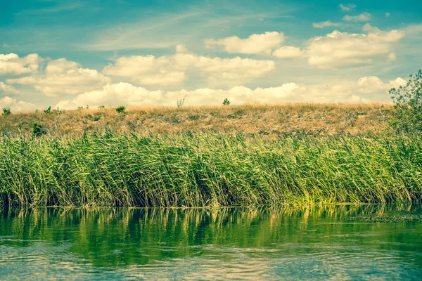 Grün rauscht an einem Flussufer entlang — Stockfoto