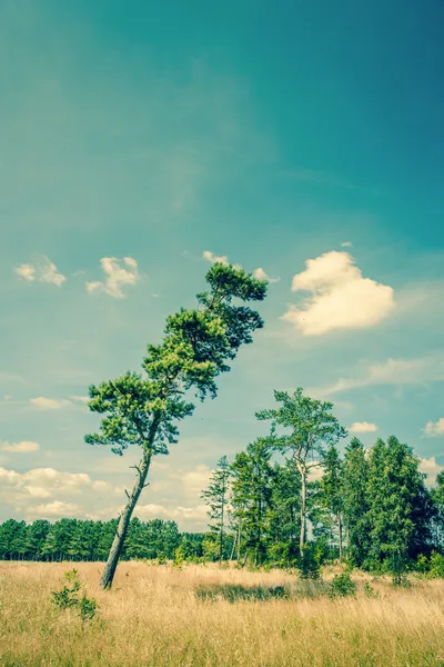 Hoge dennenboom op een droog veld — Stockfoto