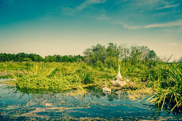Cisne con mosquitos junto al río —  Fotos de Stock