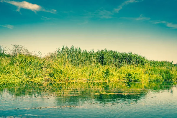 Świeże zielone sitowie na rzece — Zdjęcie stockowe