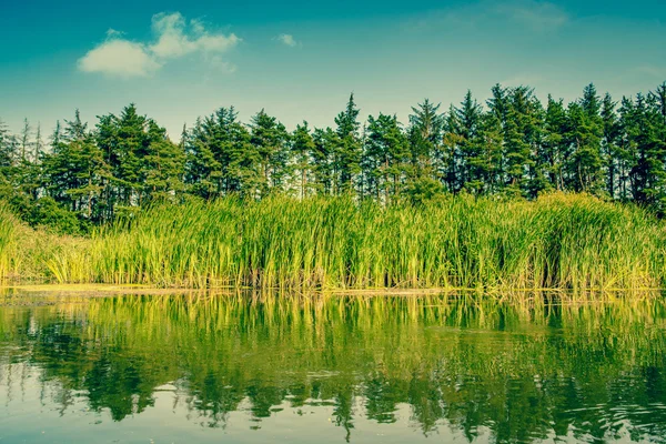 Lago cercado por juncos e pinheiros — Fotografia de Stock