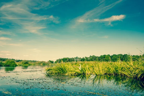 Seenlandschaft mit grünen Binsen — Stockfoto