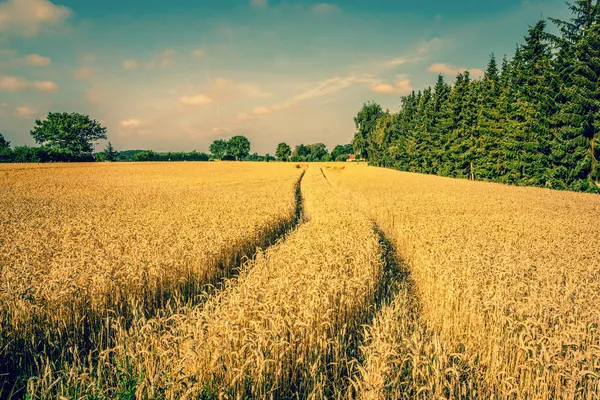 Campo de cultivo dorado paisaje — Foto de Stock