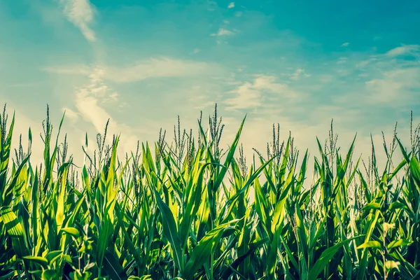 Colture di mais verde alto — Foto Stock