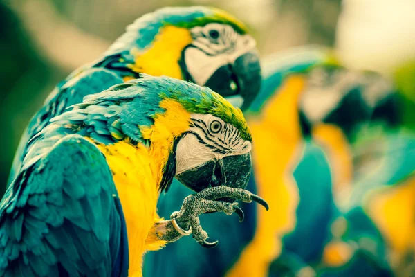 Μακώ παπαγάλοι που κάθεται σε μια σειρά — Φωτογραφία Αρχείου