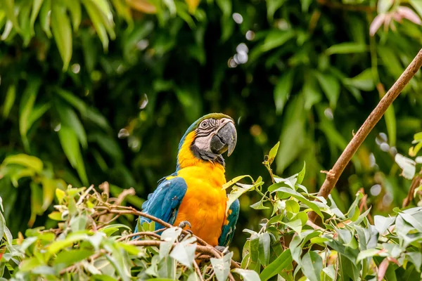 Macaw parrot in a rainforest — Stock Photo, Image