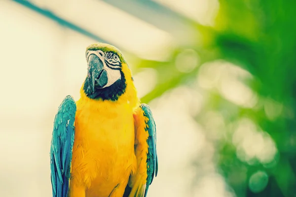 Papagaio de arara azul e amarelo bonito — Fotografia de Stock