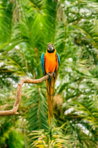 Papagaios de arara sentados em um ramo — Fotografia de Stock