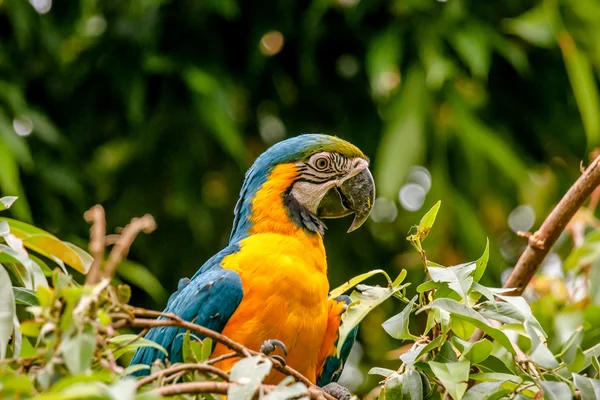 Perroquet aras assis dans un arbre — Photo