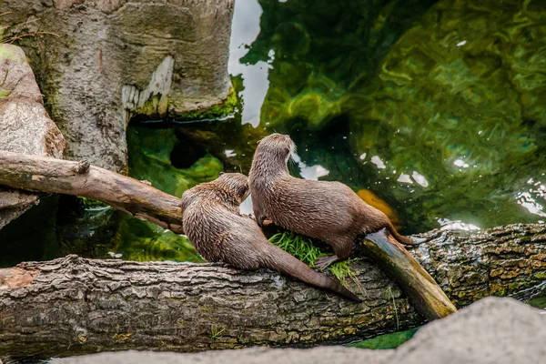 Twee Aziatische otters op een logboek — Stockfoto
