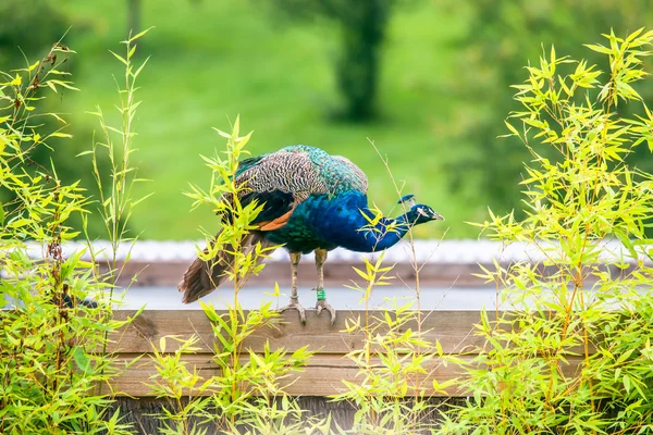 Beautiful peacock standing on wood — Stock Photo, Image