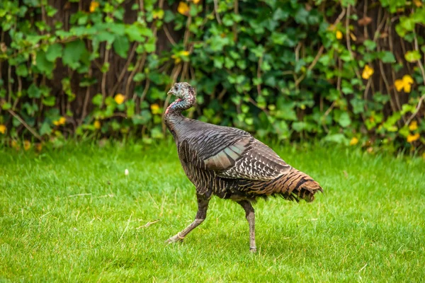 Turkije rondlopen op gras — Stockfoto