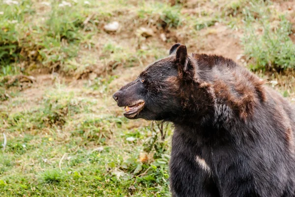 Primo piano di un orso nero americano — Foto Stock