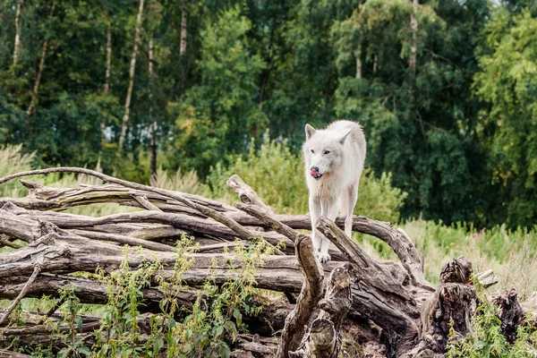 Bello lupo artico in piedi su un albero — Foto Stock