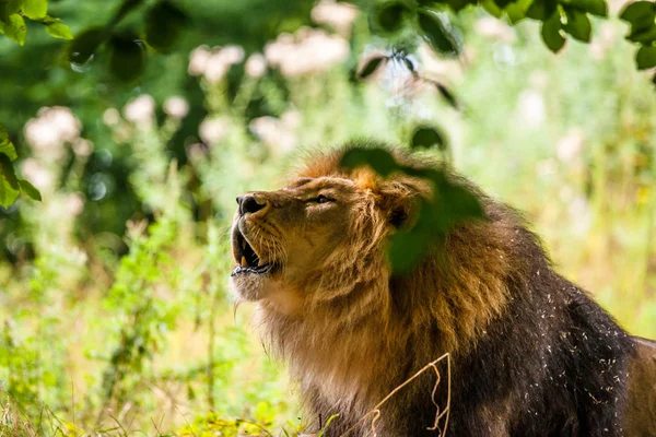 轟音の大きな雄ライオン — ストック写真