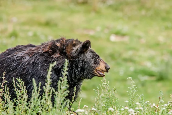 大きな黒いアメリカ熊 — ストック写真