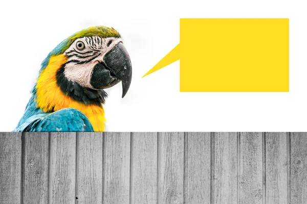 Macaw papegoja wit ha pratbubbla — Stockfoto