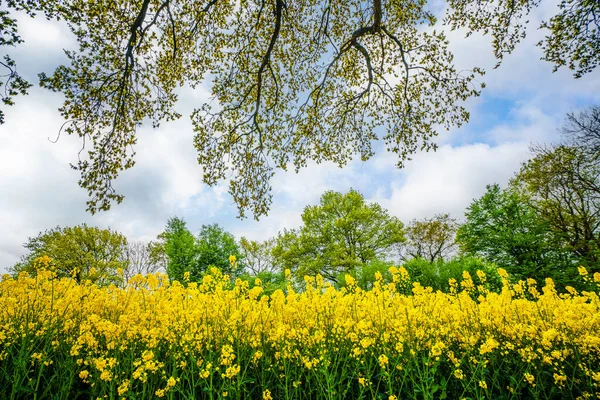 Gelber Raps Blüht Sommer Unter Einem Baum Ländlicher Landschaft — Stockfoto