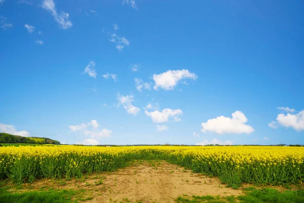 Sucha Gleba Polu Rzepakowym Wiejskim Krajobrazie Letni Dzień Błękitnym Niebem — Zdjęcie stockowe