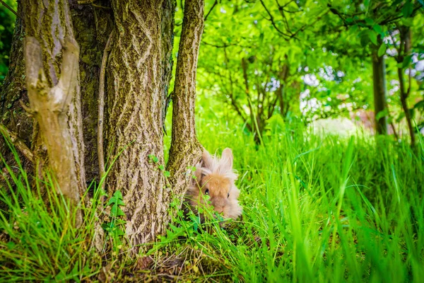 春の明るい日に背の高い緑の草の中に隠れてウサギ — ストック写真
