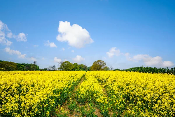 Gelbes Rapsfeld Blüht Sommer Mit Bunten Blumen — Stockfoto