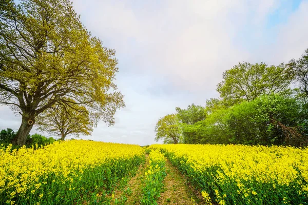 Gelbes Rapsfeld Mit Reifenspuren Sommer Mit Grünen Bäumen Auf Beiden — Stockfoto