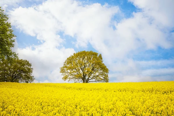 Drzewo Żółtym Polu Rzepakowym Letni Dzień Błękitnym Niebem — Zdjęcie stockowe