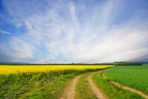 Wiejska Droga Gruntowa Żółtymi Polami Rzepakowymi Prawej Stronie Pięknym Krajobrazie — Zdjęcie stockowe