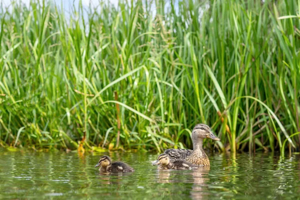 Duck Two Cute Ducklings Swimming Pond Green Rushes Background — Stock Photo, Image