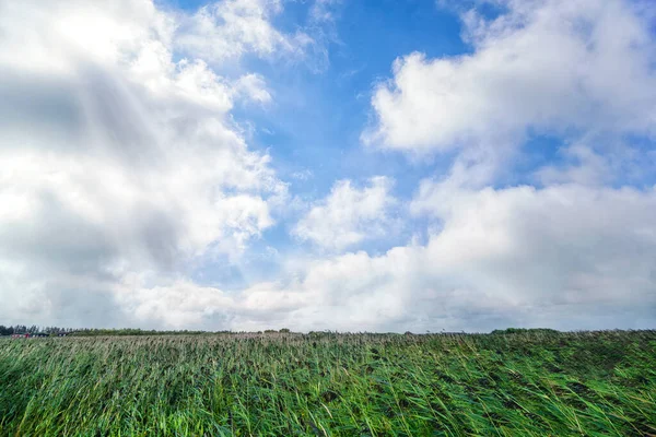 Deniz Kenarındaki Mavi Gökyüzünün Altında Hızla Büyüyen Yeşil Dalgalar — Stok fotoğraf