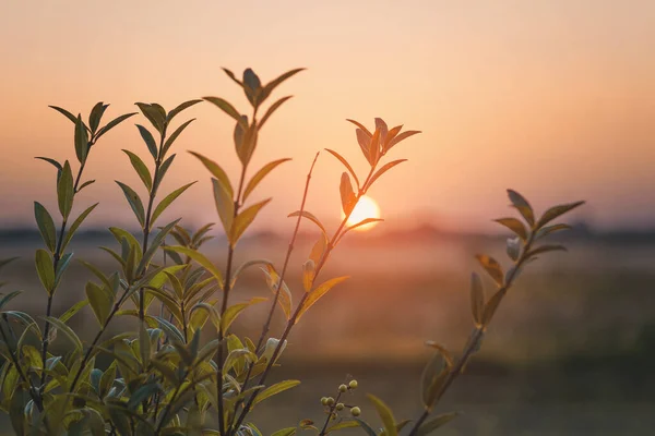 Bäuerlicher Sonnenaufgang Mit Einer Grünen Pflanze Vordergrund Einem Nebligen Morgen — Stockfoto