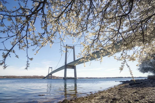 Stor Bro Över Vatten Med Ett Blommande Träd Våren Solig — Stockfoto