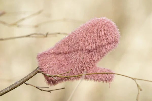 Lost Mitten Branch Bright Forest Cold Day Januray — Stock Photo, Image