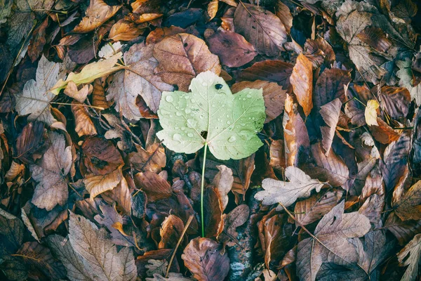 秋の日に森の中の山の上にカエデの葉 — ストック写真