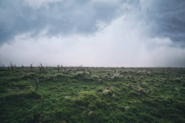 Tau Gras Einem Bewölkten Morgen Einer Wiesenlandschaft Mit Grünem Gras — Stockfoto