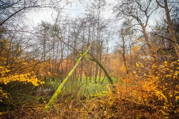 Ormanda sonbahar renkleri Ağaçlarda yeşil yosun ve canlı portakal yaprakları