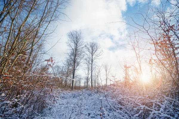 Gündoğumunda kış manzarası Ormanda karla kaplı ağaçlar