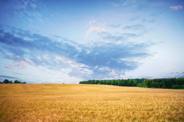 田園風景の中で晴れた日に夏の風景の中に黄金の穀物 — ストック写真