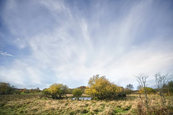 Paesaggio Rurale Selvaggio Con Alberi Colorati Flora Sotto Morbido Cielo — Foto Stock