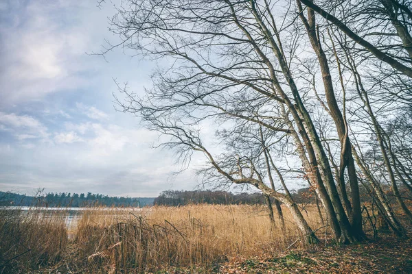 Bomen Bij Een Meer Een Prachtig Herfstlandschap Met Struiken Een — Stockfoto